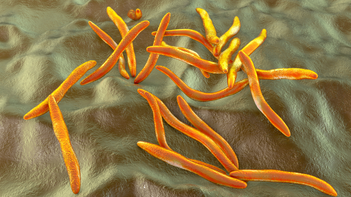 Fusobacterium, illustration